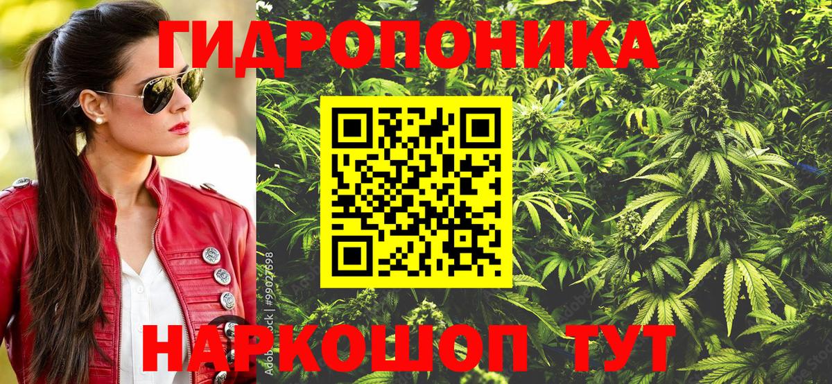 Благодарный  Шишки марихуана план  Вход с VPN  Шишки марихуана семена 